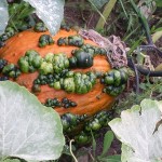 Alien garden pumpkin