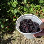 Bountiful Blackberries