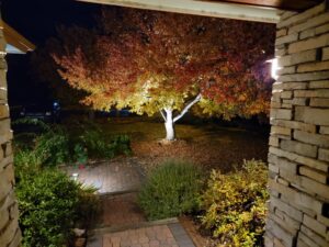 November - Fall colors still holding on out the front door