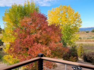 Fall colors from the back deck!
