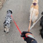 March - Stupidly trying to walk 4 dogs solo - Izzie, Bravo, Lucca and Abbie