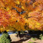 October - Neighbor's ash tree