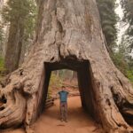 Alex in a giant Sequoia from an old, defunct wagon trail