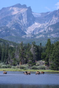 Elk in Sprague Lake, RMNP