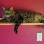 Sophie the Cat - chillin' in Janaye's newly painted bedroom