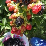 The backyard blackberries keep giving and giving!!