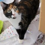 Mayzie playing in the wrapping paper